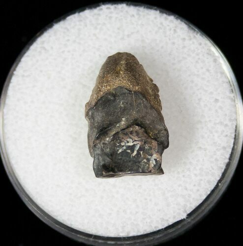 Nice Triceratops Shed Tooth - Montana #12997